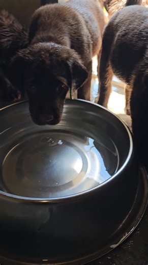 We are Chocolate Labrador Retriever pups that love to play in our water bowl!! | SportingDog Adventures