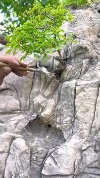 We found the most expensive bonsai tree in a biggest forest in China 🇨🇳 #bonsaiplants #bonsaitree