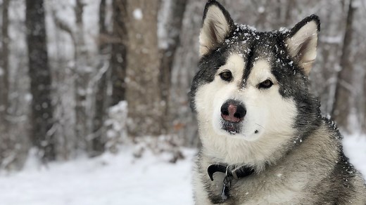 Dog Training in Elkton, MD & Middletown DE l Sit Means Sit