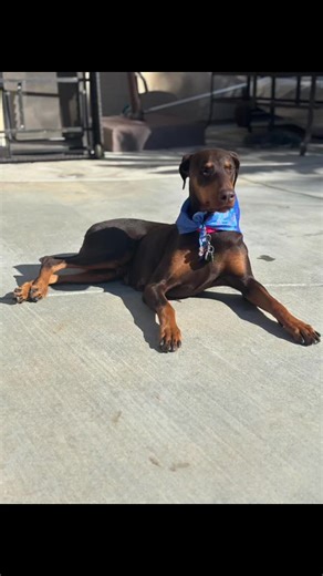 Ruby Enjoying Time with Her Cute Puppies