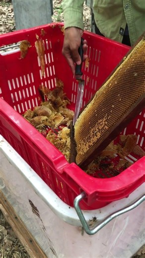 Uncapped Honey Harvest 🍯 | Golden Flow from the Hive