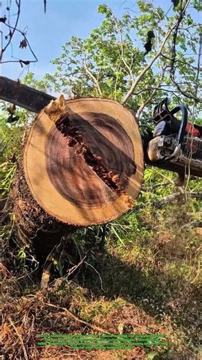 Massive Tree Felling with a Chainsaw | Precision Logging Techniques & Wood Harvesting