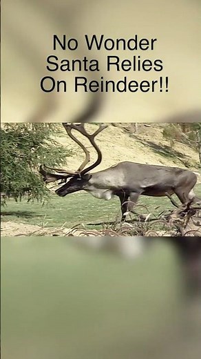 Why Santa Really Relies on Reindeer 🦌❄️