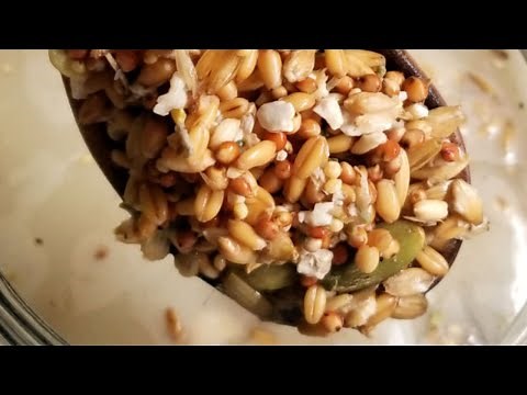 How and Why to Feed your Chickens Fermented Feed