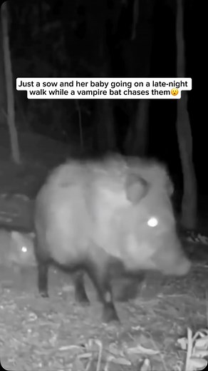 Wildlife and Rescue on Instagram: "A javelina and her baby walking through the desert may attract the attention of a vampire bat, which feeds on the blood of mammals. These bats are stealthy and often follow animals at night, waiting for the right moment to land and make a small, painless bite. The javelina, focused on protecting her baby, might not notice the bat at first, but these nocturnal hunters rely on their sharp senses to find a host. Despite the eerie scene, vampire bats only take a sm