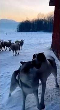 Unbelievable Winter Moment: Alabay Protects the Barn from a Wolf