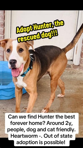 Adopt Hunter through @HRR ! Let's find these shelter dogs homes! #rescuedogarmy #fosteringsaveslives #shelterdog #adoptdontshop #rescuedog