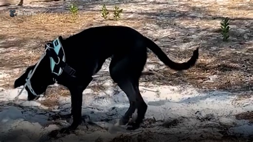 Meet Magpie, the Rescue Dog Saving Thousands of Sea Turtle Eggs By Using Her Nose