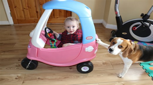 Life with a beagle babysitting a newborn baby