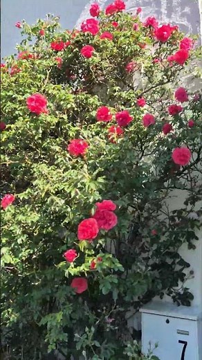 📍Bad Honnef, Germany. A beautiful small town on the rhine river#quran#quranrecitation#germany#europe