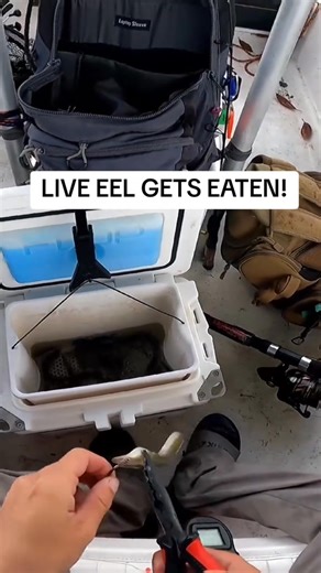 Releasing a Bull! #fish #fishtok #fishing #monsterfish | Beaufort Fishingg