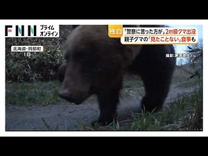 クマの「見たことない」食事映像やメスアピールの“背こすり”瞬間も “ヒグマウォッチャー”が「春なのに親も子も大きい」と警鐘（2026年05月11日）