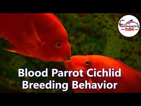 Blood Parrot Cichlid Breeding Behavior | Kissing Sence 🐟