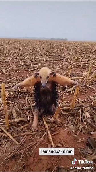 Tamanduá-mirim Explorando a Lavoura em Dia Chuvoso