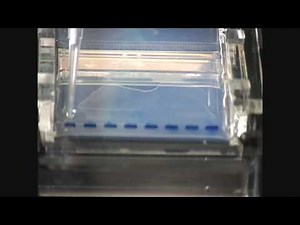 Gel loading and electrophoresis