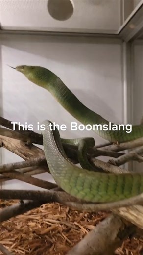 Wild Snack Rescuer | The Boomslang actually exists, and it's terrifying. #boomslang #venomoussnakes #reptiles #pets #snake #harrypotter #bullettrain #animals... | Instagram