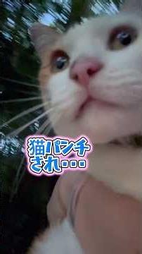 愛猫に発見される😽 #猫のいる暮らし #cat #保護猫チャイ #田舎暮らしの猫 #里山暮らしの猫 #二毛猫 #猫好きさんと繋がりたい 2026年7月28日