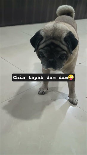 chin tapak dam dam 👆#shorts #funny #comedy #dog #labrador #viral #memes #foryou #status #edit #audio