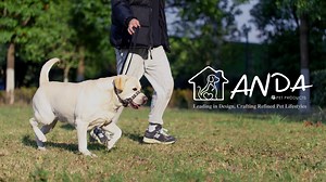 Watch Gentle leader for dog headcollar on Amazon Live