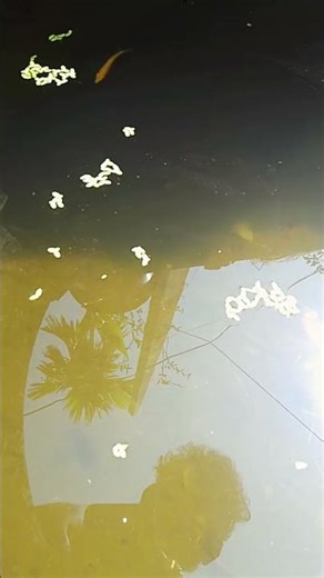 angel fish breeding