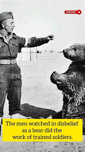 The Bear Who Became a Soldier in World War II