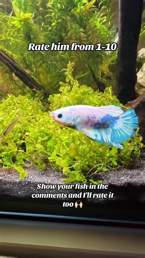 Rate from 1-10 If you show your betta in the komment‘s i rate it too🙌🏻🌊🌱#aquarius #rank #bettafish #foruyou #fish