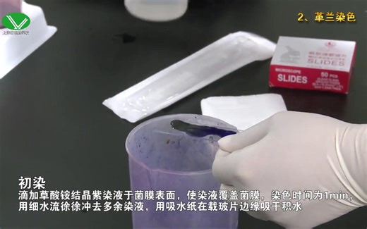 生物实验革兰氏染色法