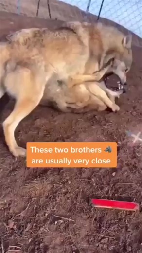 231K views · 613 reactions | Fighting two brothers  . . Follow us for more content . . . #wolf #wolfdog #wolves #dogs #wolfdog #wolfgirl #animal #wildanimal #snowwolf #animals #roar #pet #homies #bravo #americanwolf #life #morningwolf #native #nativeculture #wolfcommunity #wolfdogpuppy #lonewolf #siberianwolf #wolfdoggy #wolflove #highcontentwolf #wolfdoglove #wolfdogclub #wolfdoghybrid #americanwolfdog | Wolf lovers world | Facebook