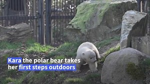 1.4K views · 53 reactions | Kara the polar bear cub goes on her first outing at France's Mulhouse zoo. Her first steps are a little hesitant, but she then goes for a swim: Kara the polar bear discovers the outside world for the first time. Until now she had been in a den with her mother. | AFP News Agency | Facebook