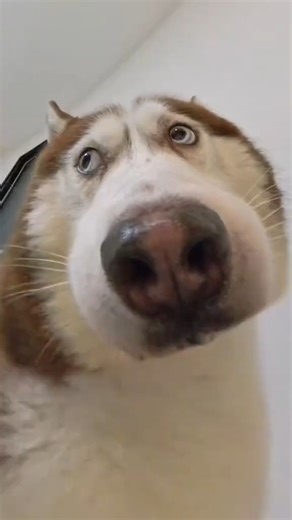 LuxePet on Instagram: "Ever wondered how your dog truly sees the world? 👁️🐶 The science is fascinating: They see a limited color palette (blues and yellows stand out best!). Their close-up vision is blurry—they use their nose and whiskers to fill in the gaps. They're experts at detecting motion from far away. But here's the most important part: while their eyes might see the world differently, their heart sees you with perfect clarity. You are their source of love, safety, and joy. ❤️ Return t