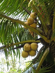 Diamond coconut model - Alchetron, The Free Social Encyclopedia