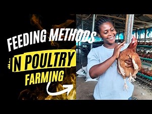 HOW TO FEED LAYER CHICKENS FOR MAXIMUM EGG PRODUCTION || Method of Feeding In Poultry Farming