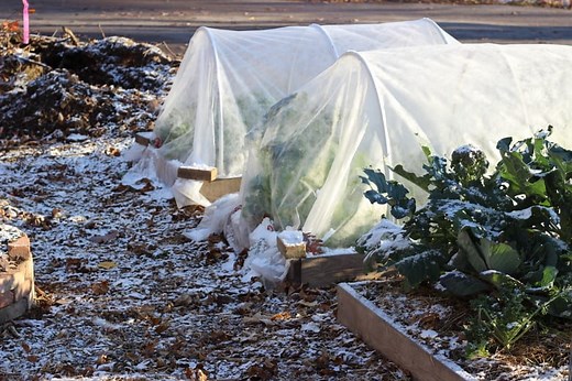 Frost cloth: The best way to keep your harvests going in fall
