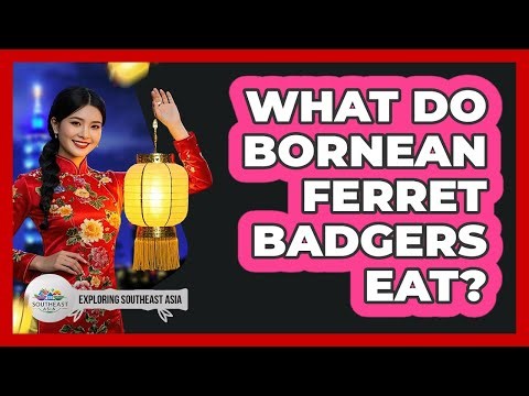 What Do Bornean Ferret Badgers Eat?
