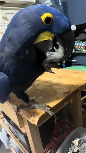 I Gave my bird a surprise nut box. Look what you have done with it.