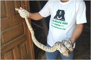 Agra Farmer Spots 6-Foot-Long Indian Rock Python in a Pile of Hay, Wildlife SOS Rescues It