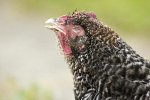 Poux des poules - Symptômes et traitement