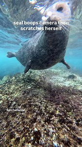 boop & scratch **if a seal comes up to you never touch them or try to pet them. Seals are protected under the Marine Mammal Protection Act. Seals can and will bite. The encounter is on their terms. #seal | Michael Boyd