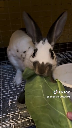 Caring for English Spot Rabbits: Tips and Insights