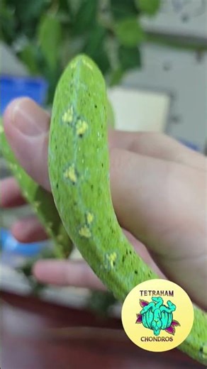 Green Tree Python THC2504 Blue Line X Calico Line