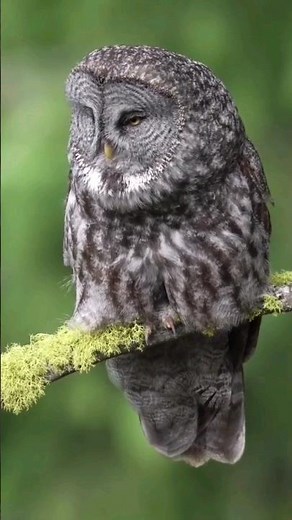 Great grey owl calling💖