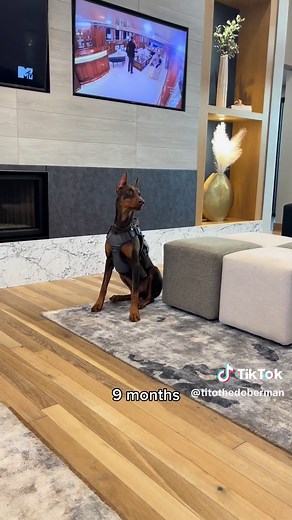Watch Me Grow! - Baby Doberman Evolution