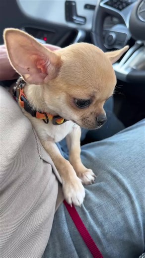 Larry the Shivering Chihuahua: A Heartwarming Dog Story