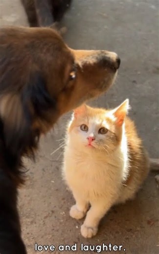 Cat Grooming a Sloth?! Cutest Friendship Ever 😍