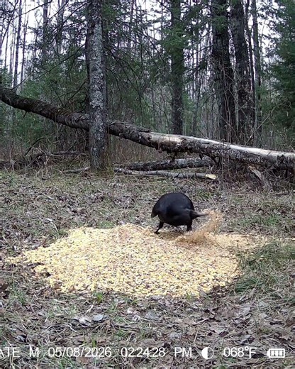 This raven wasn’t eating the feed… it was redecorating the woods. 🐦😂