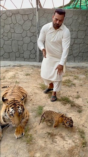 Tigress plying with cub #faiziwildlifepark