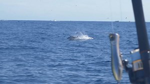 14K views · 110 reactions | Watch as we catch big yellowfin tuna, roosterfish, and other saltwater species while fishing with Captain Shane Jarvis of Sport Fish Panama Island Lodge. You can find more about this amazing lodge by visiting fishpanamatoday.com! (Watch in HD!) #SuperBraid #TopKnot #Panama #FishPanama #YellowfinTuna #Roosterfish #YoZuri #FishTheBest | Yo-Zuri America. Inc. | Facebook