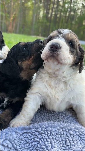 Bernedoodle Puppy Chorus