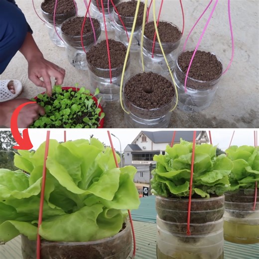 562K views · 8.1K reactions | Build a Garden of Growing Lettuce Without Watering Technique | Diy Garden World | Facebook