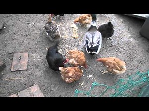 Enclos à volailles fait maison